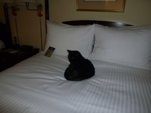 Black cat on lush white bedding.